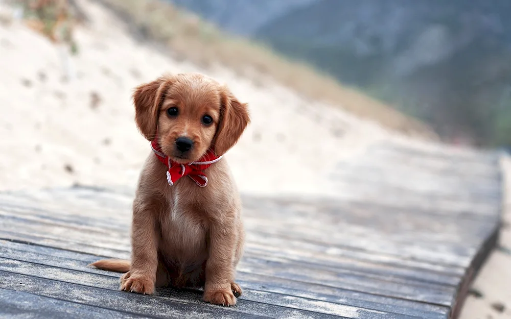 Puppy golden retriever