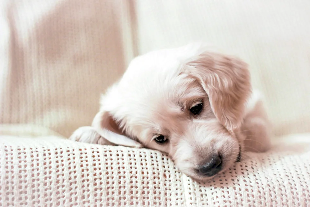 Puppy golden retriever