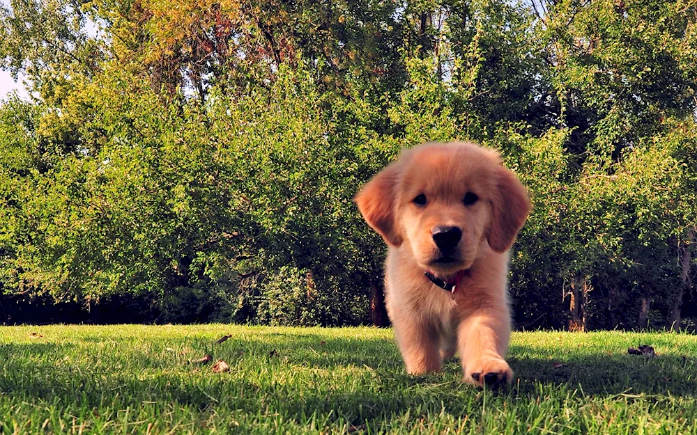 Pappy Golden Retriever