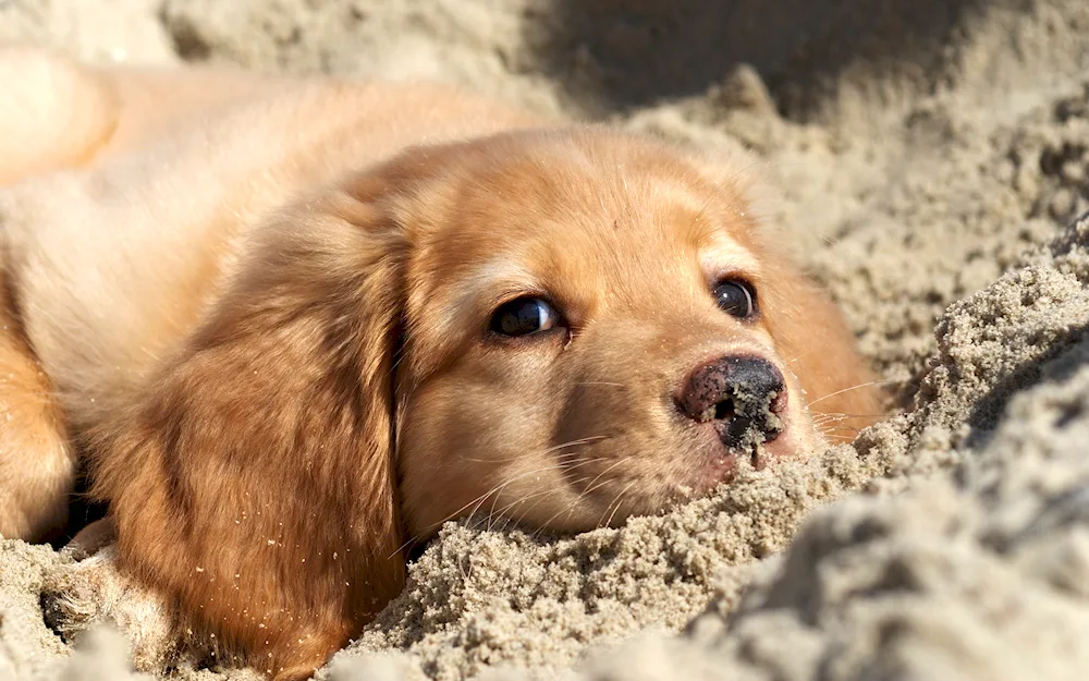 Labrador with mongrel