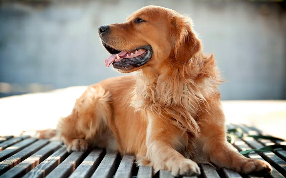 Pappy golden retriever