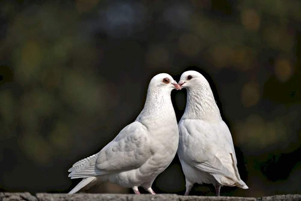 Pair of birds