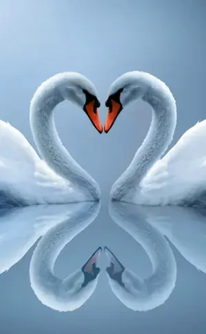 A pair of swans