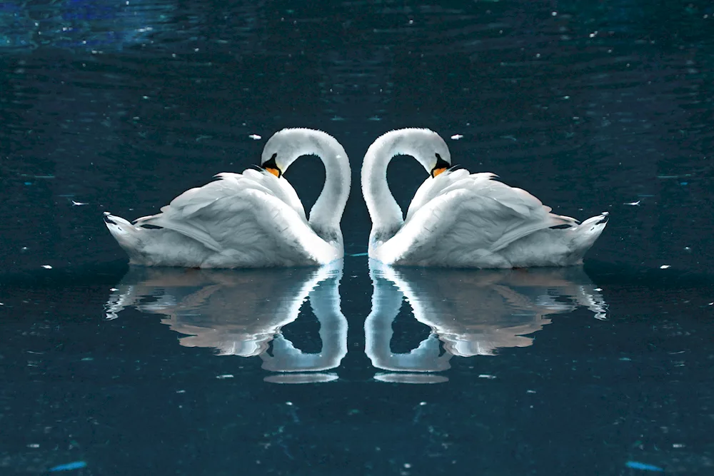 Beautiful swans