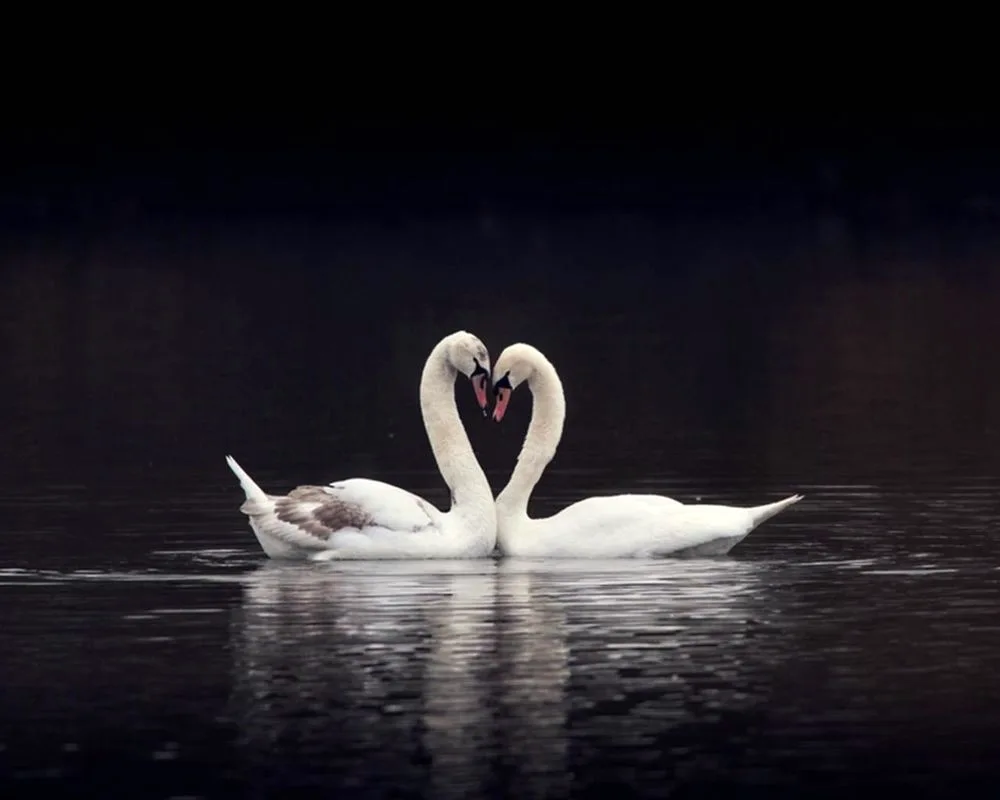 A pair of swans