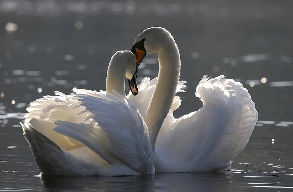 Swans in the lake in Abkhazia