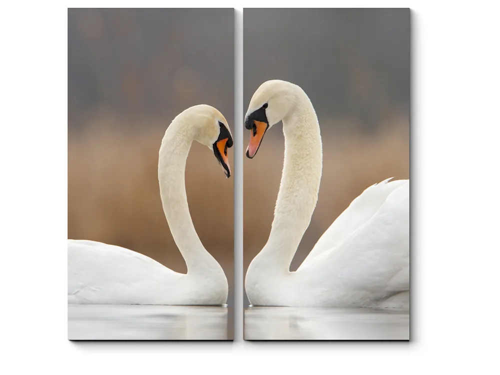 Beautiful swans