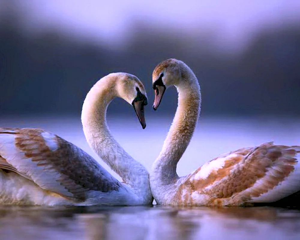 Beautiful swans