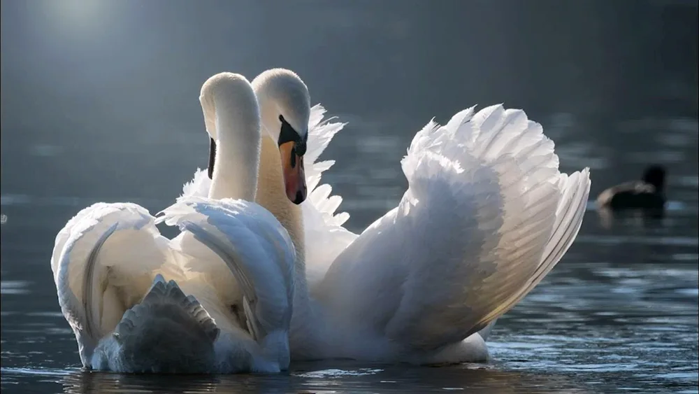 Swan pair of swans