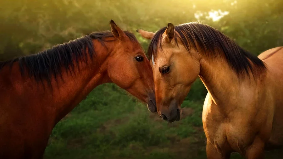 A pair of horses