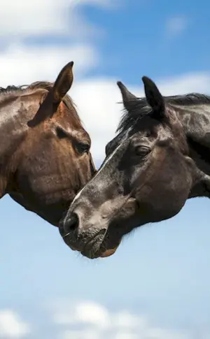 Pair of horses