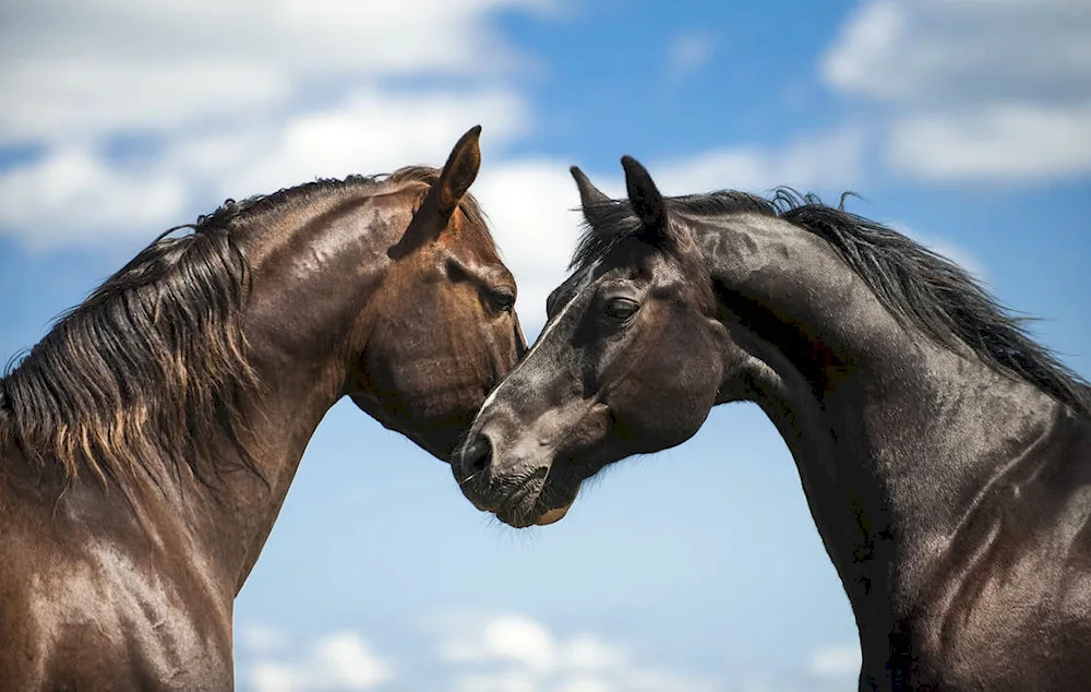 Pair of horses