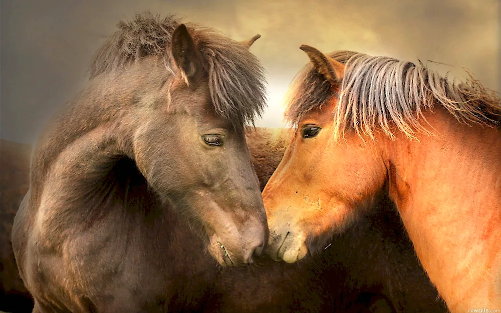 A pair of horses