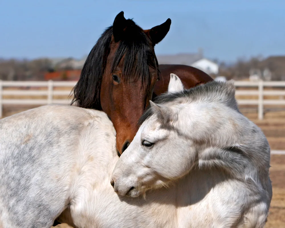 Beautiful horses