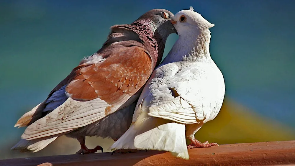 Pavilion pigeons