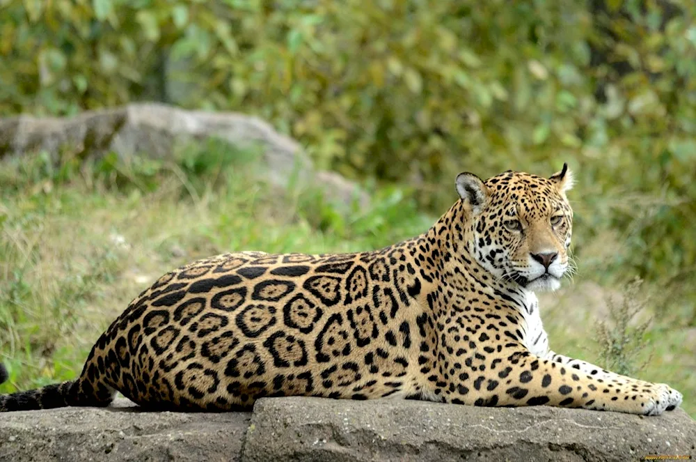 Paraguayan Jaguar