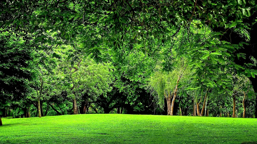 Park trees