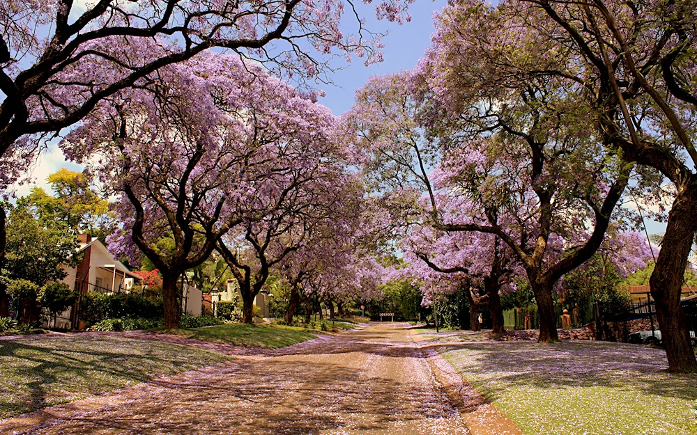 Cherry blossom tree