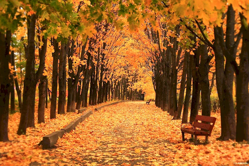 Park Maple Alley in autumn