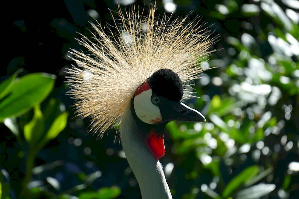 Bird Park in Brazil