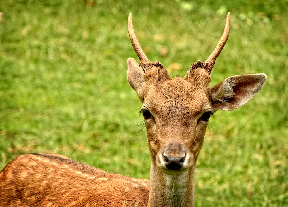 Horned ruminant horns