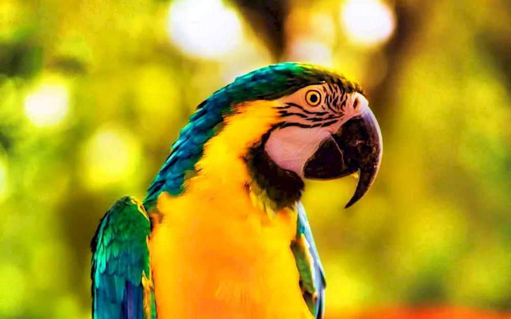 Red-banded parrot