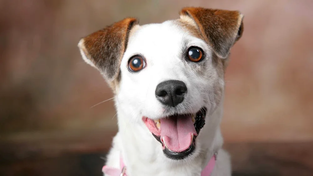 Smiling dog