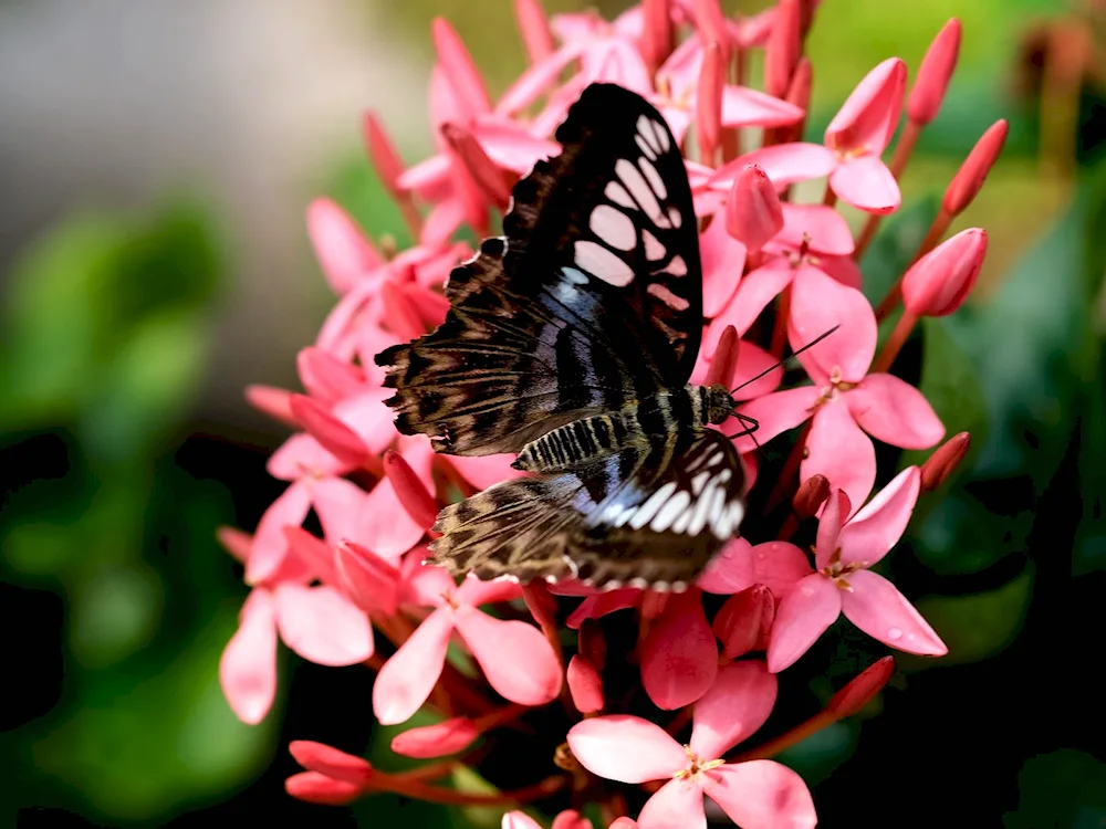 Parthenos Sylvia butterfly