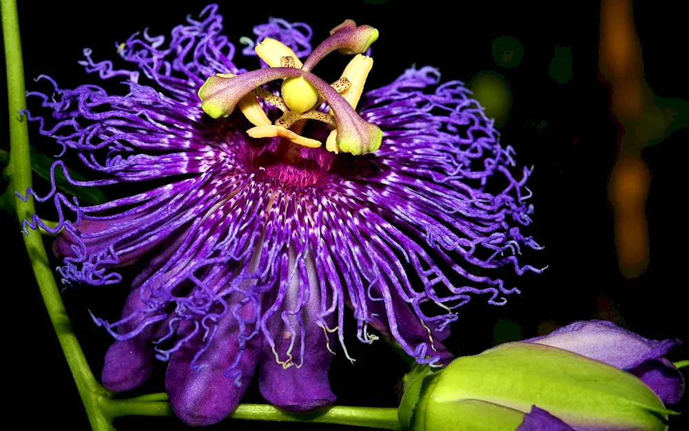 Passiflora purple passion fruit