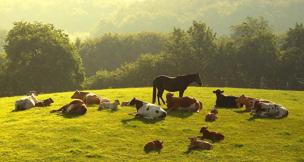 ECOFERMA Jersey Kaluga region