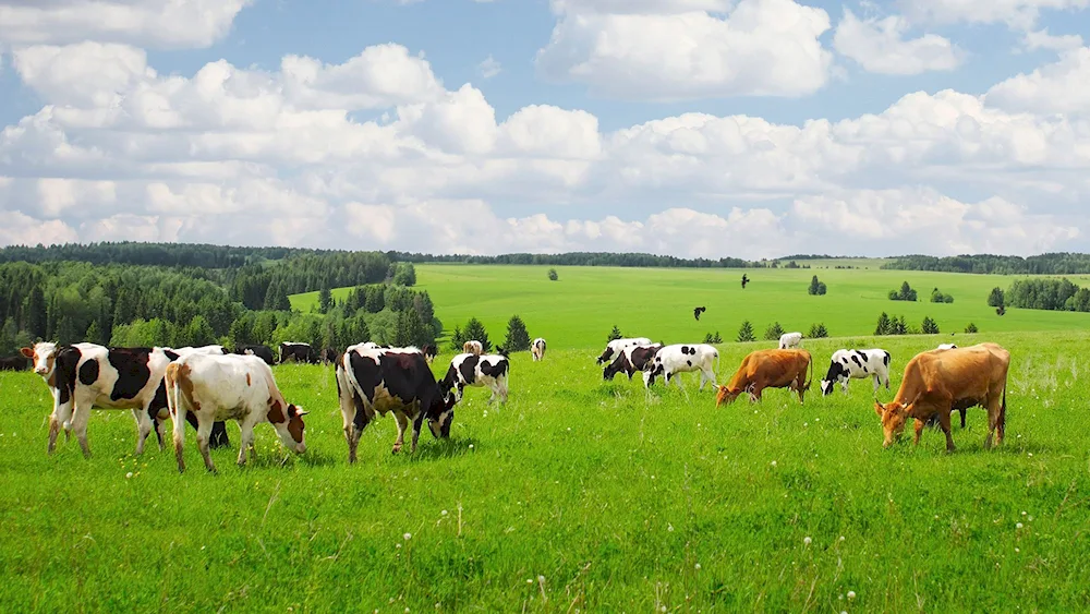 Cows grazing in the Bryansk region