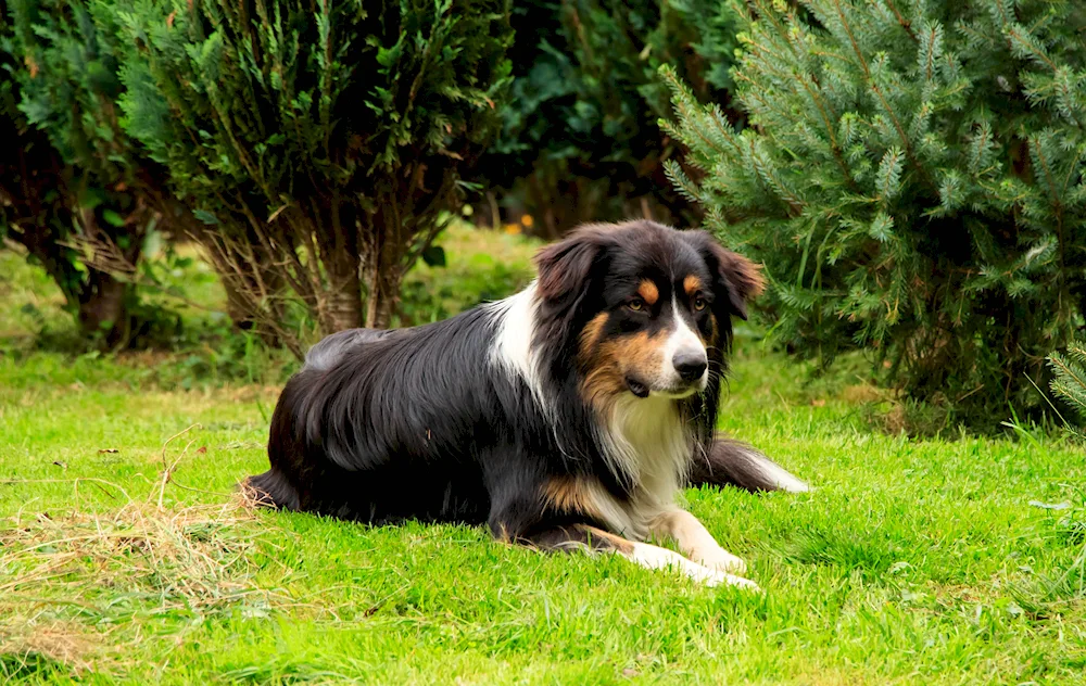 Border collie