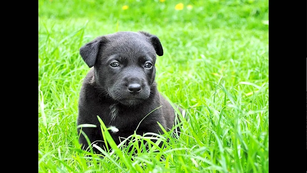 Patterdale terrier