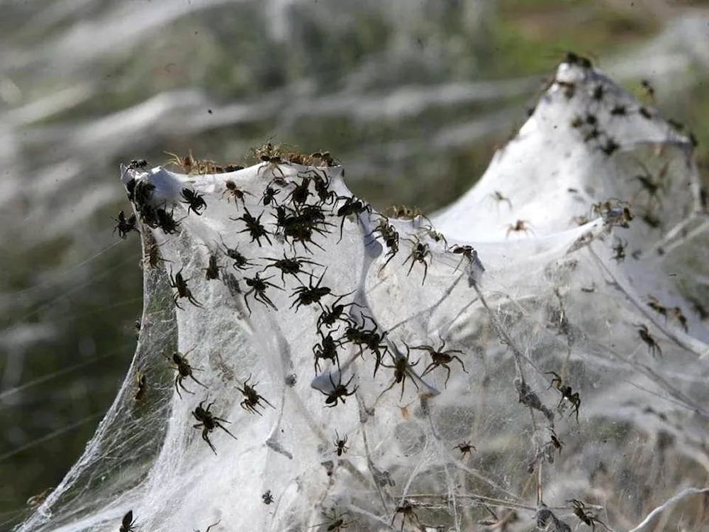 Spider Invasion in Australia