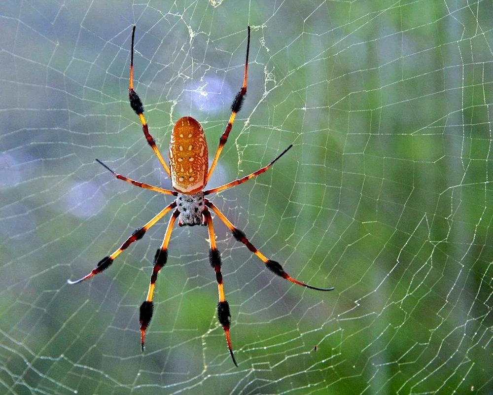 Forest cross spider