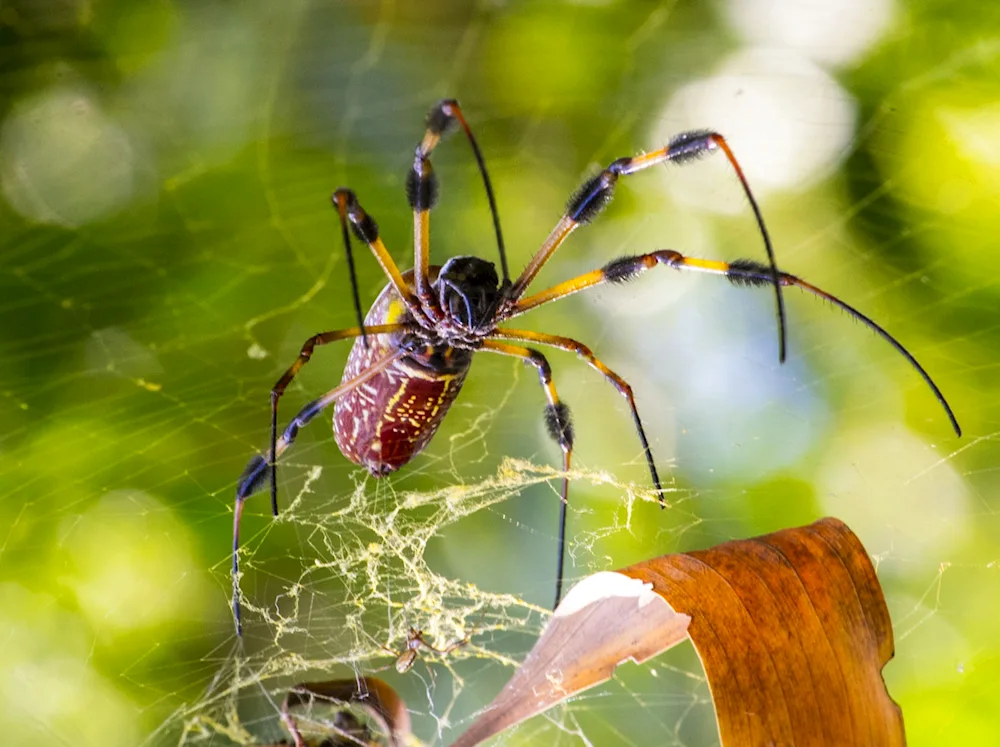 Furred Tarantula spider