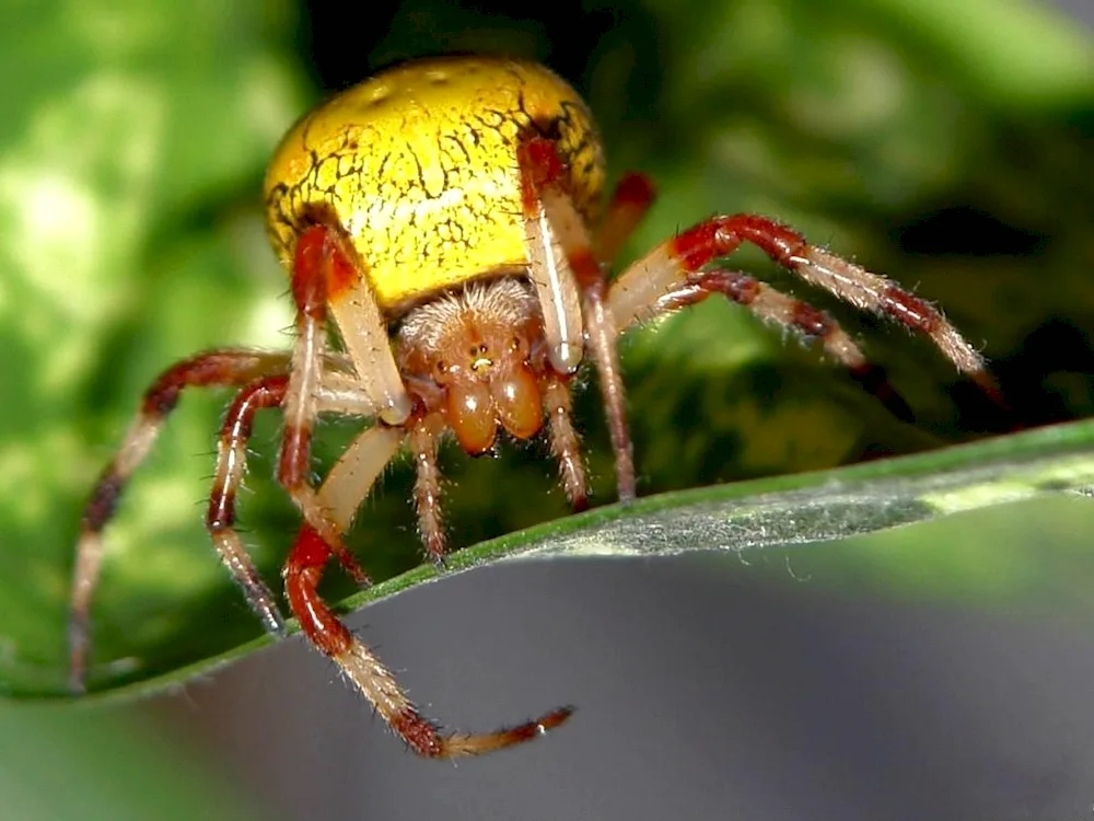 Bokohod yellow poisonous spider