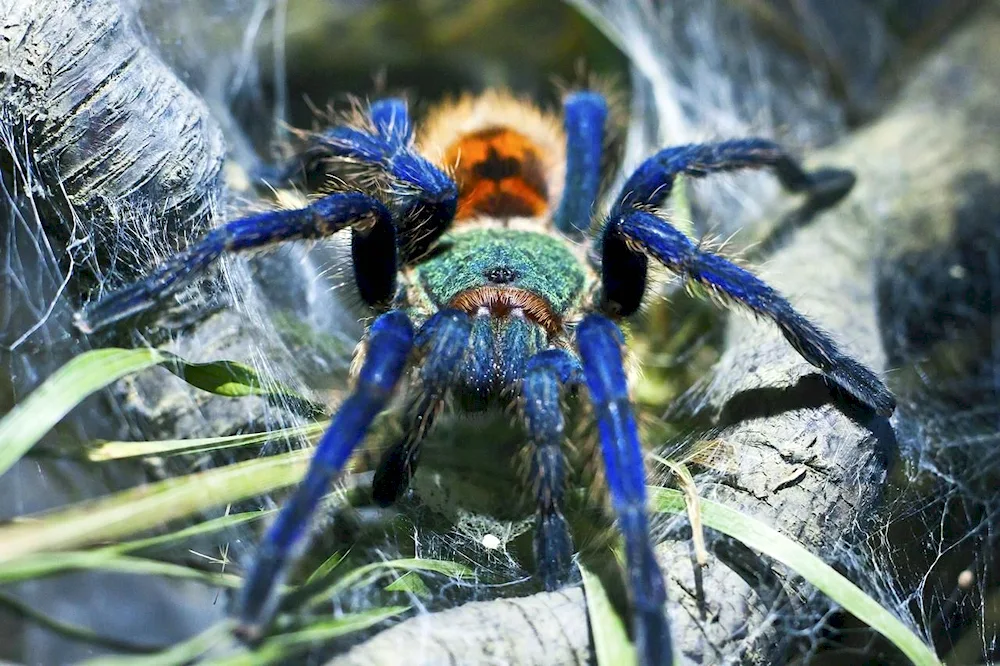 Chromatopelma cyaneopubescens