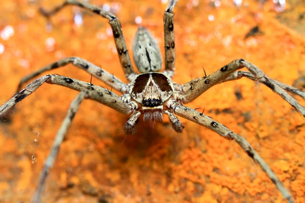 Huntsman Spider