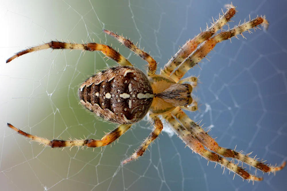 Crossbill spider Far East