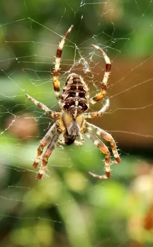 Crossbill spider Caracourt