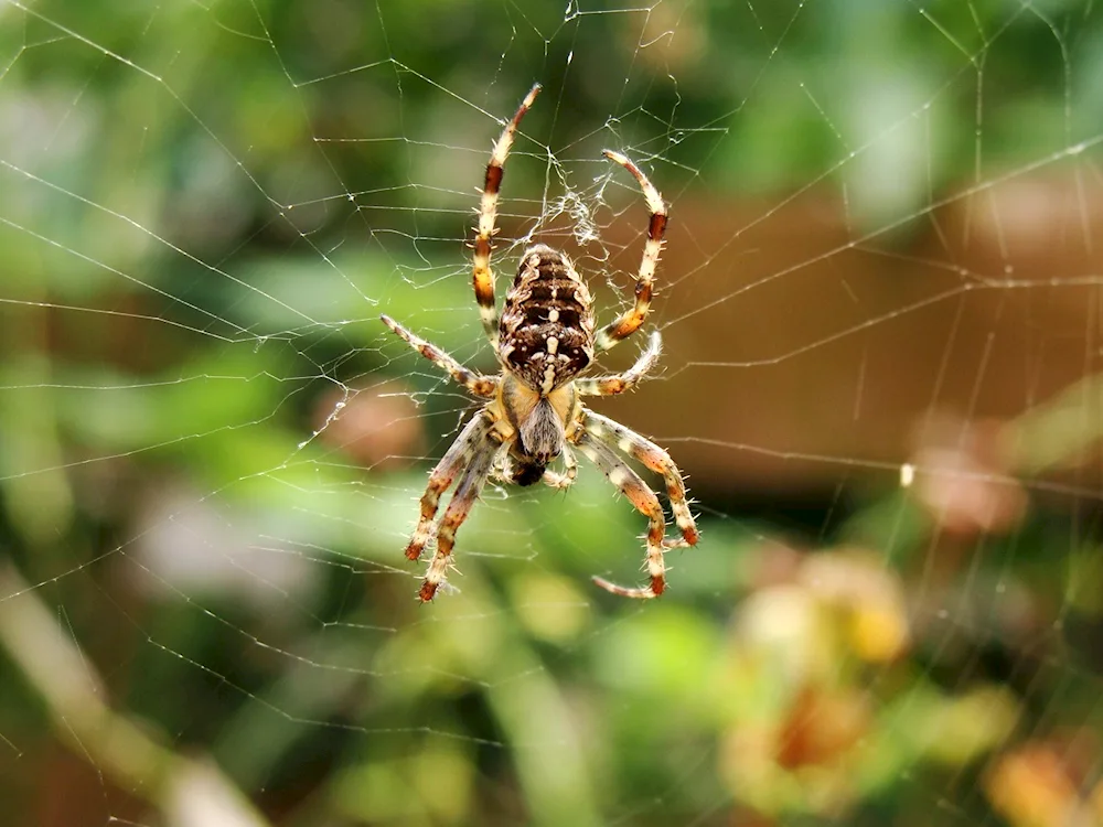 Crossbill spider Caracourt