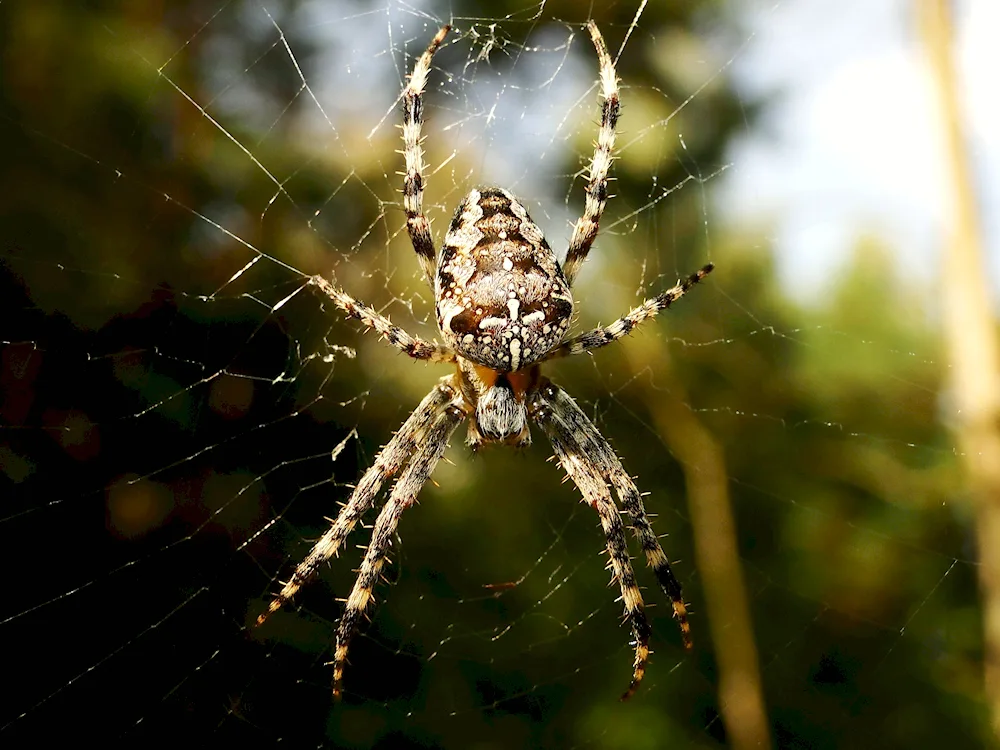 Cross-backed caracourt spider