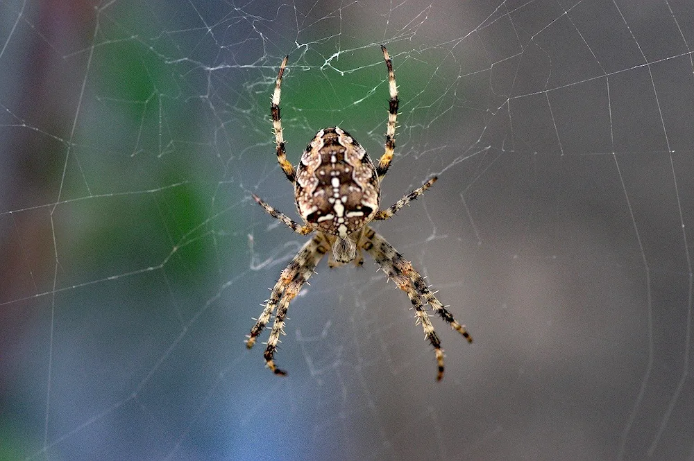 White-skinned bird spider