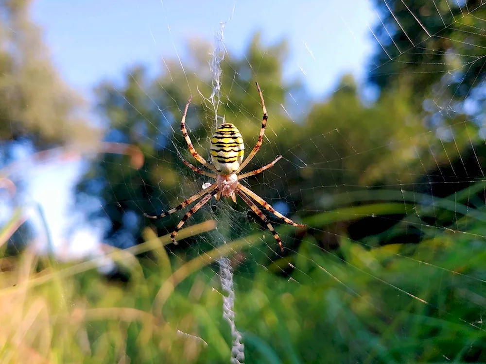 Crossbill spider Uralian