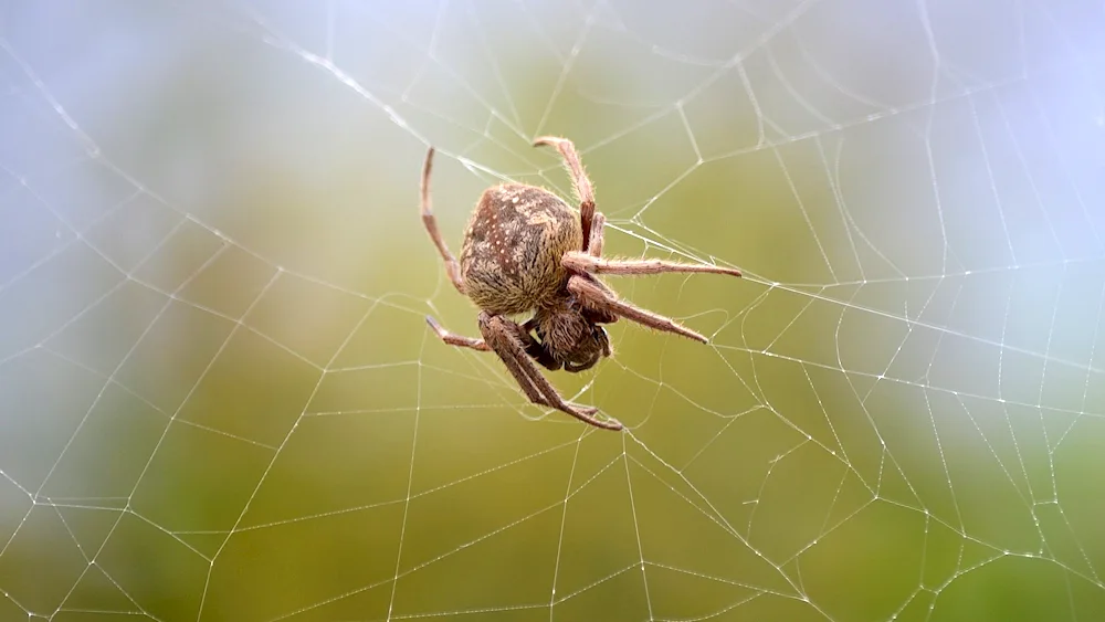 Mizgir crossbill spider