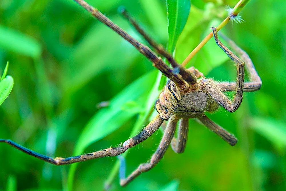 Marpissa muscosa