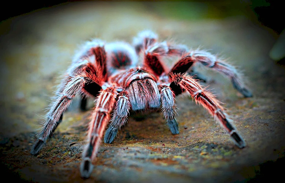 Albino tarantula