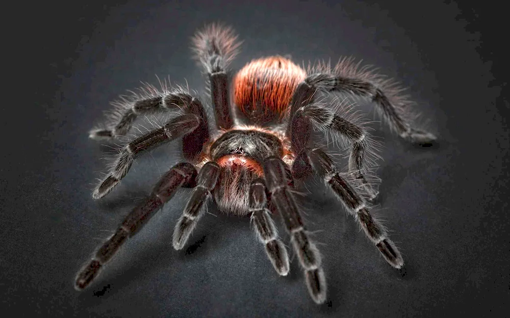 Phidippus Audax