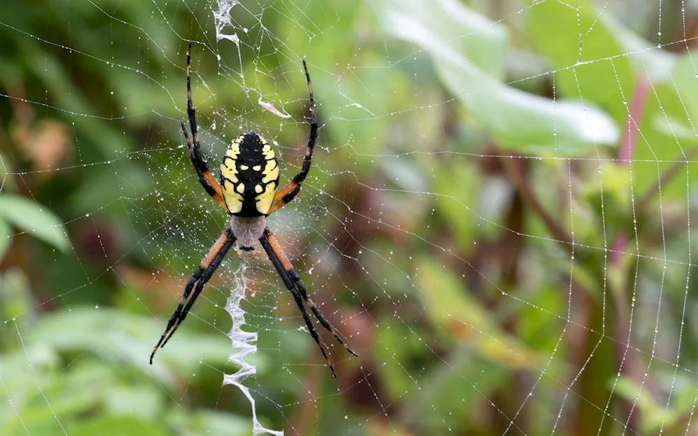 Pterinochilus murinus